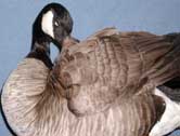 Canada Goose